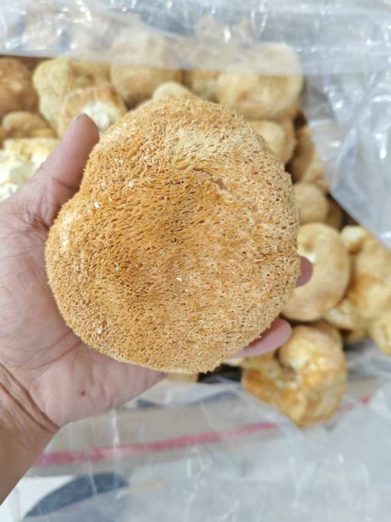 猴头菇大量上市，产地直发，品质保证，服务周到，诚信经营