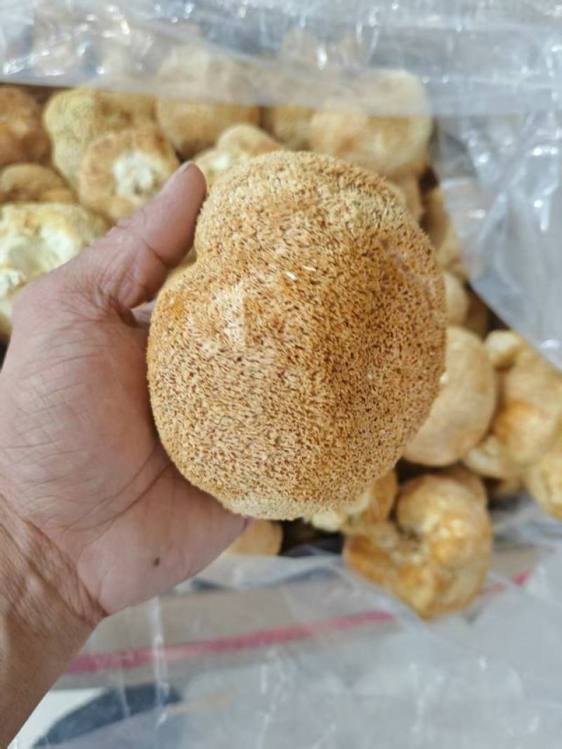 猴头菇大量上市，产地直发，品质保证，服务周到，诚信经营
