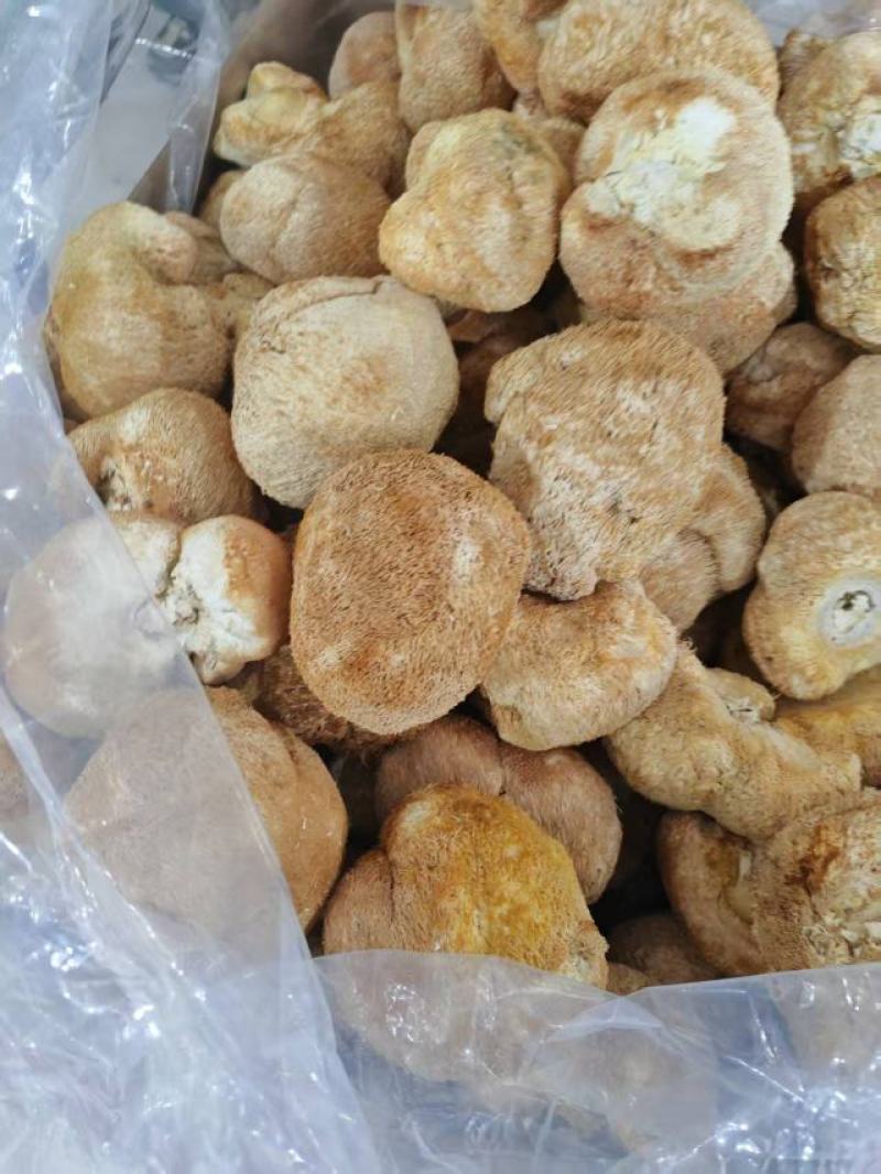 猴头菇大量上市，产地直发，品质保证，服务周到，诚信经营