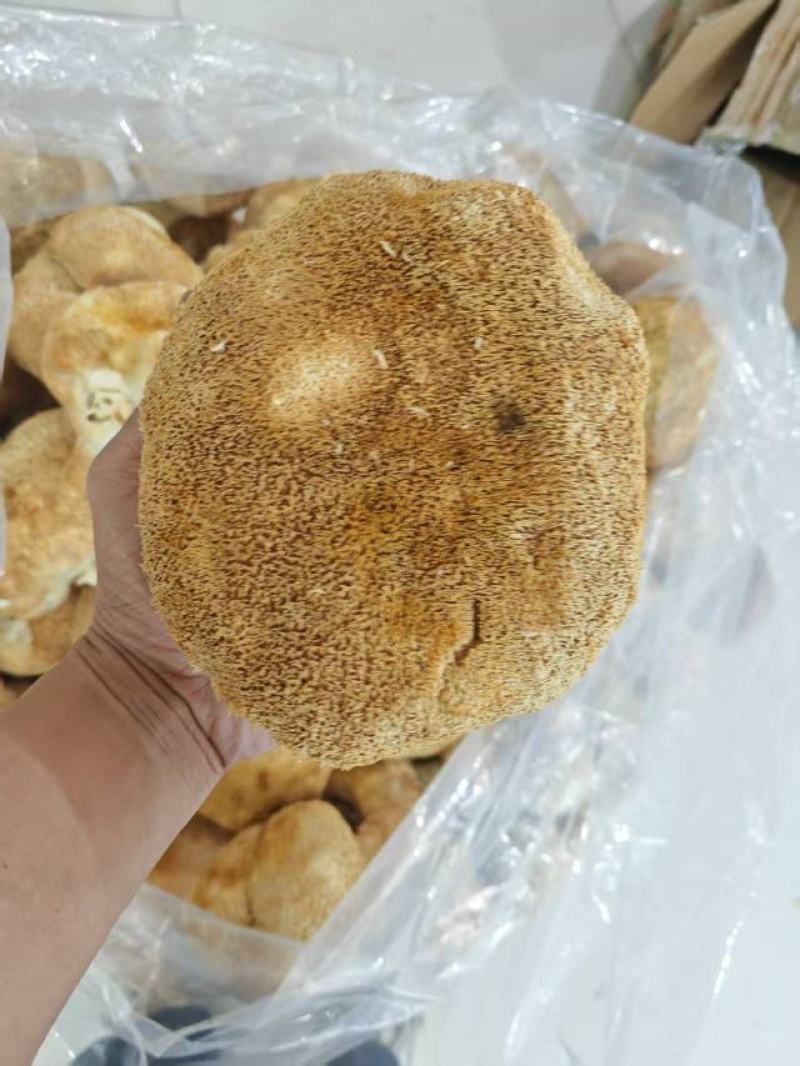 猴头菇大量上市，产地直发，品质保证，服务周到，诚信经营