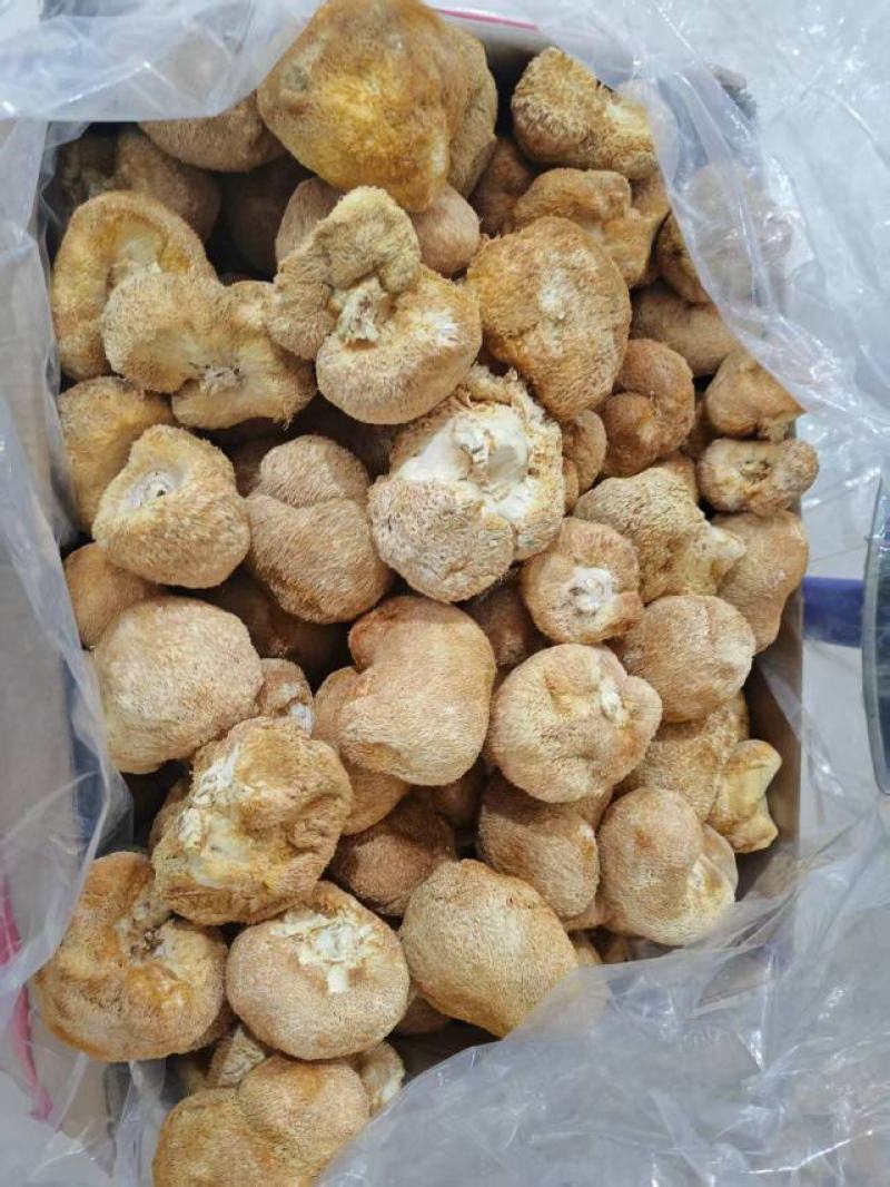 猴头菇大量上市，产地直发，品质保证，服务周到，诚信经营
