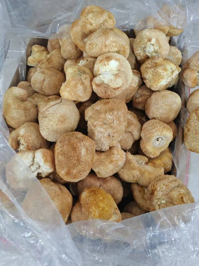 猴头菇大量上市，产地直发，品质保证，服务周到，诚信经营