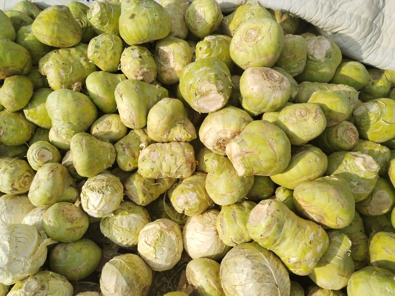 腌菜凉拌球茎苤蓝