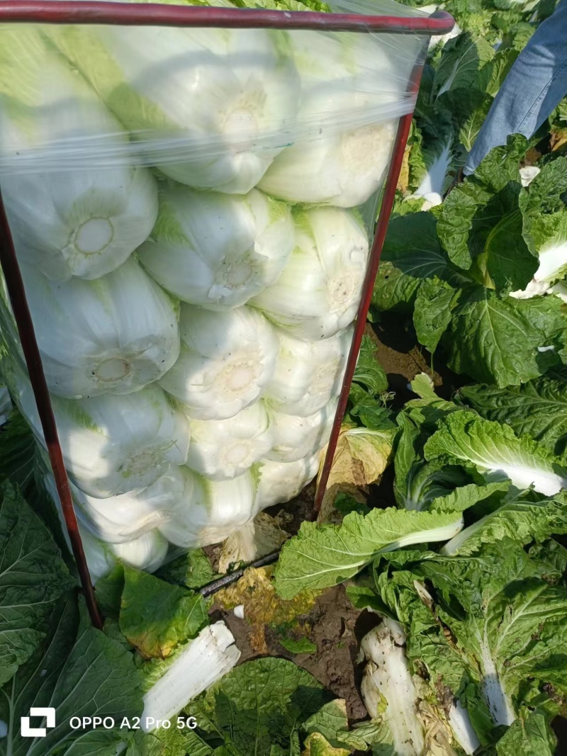 湖北精品白菜黄心白菜货源充足实力代发全国商超联系