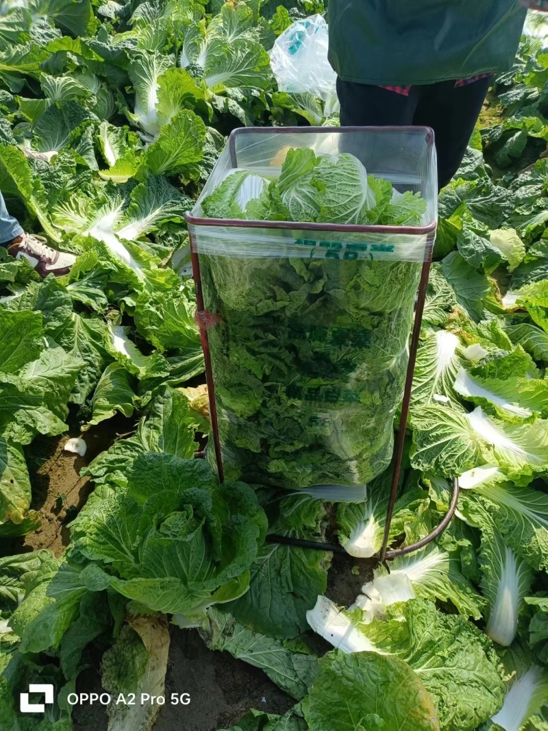 湖北精品白菜黄心白菜货源充足实力代发全国商超联系