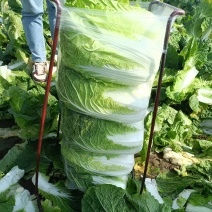 湖北精品白菜黄心白菜货源充足实力代发全国商超联系