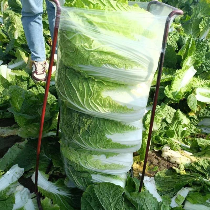 湖北精品白菜黄心白菜货源充足实力代发全国商超联系