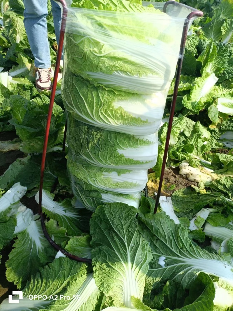 湖北精品白菜黄心白菜货源充足实力代发全国商超联系