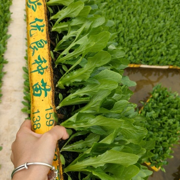 油麦菜苗