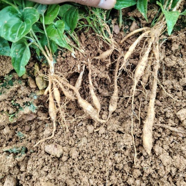 红花百部苗出现挖现发提供种植技术指导可视频