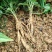 红花百部苗出现挖现发提供种植技术指导可视频