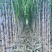 甘蔗#黑皮水果甘蔗#黄金甘蔗