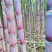 甘蔗#黑皮水果甘蔗#黄金甘蔗