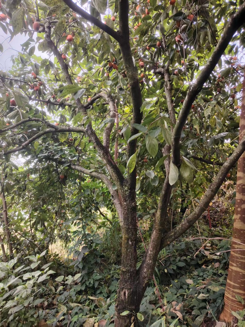 柿子树处理