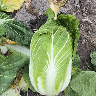 大白菜