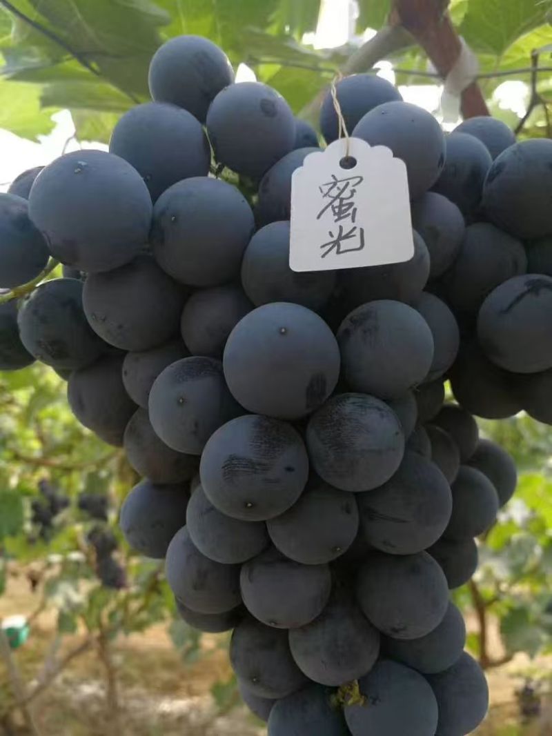 【推荐】山东葡萄苗/苗场直发/品种齐全/视频看货/电询