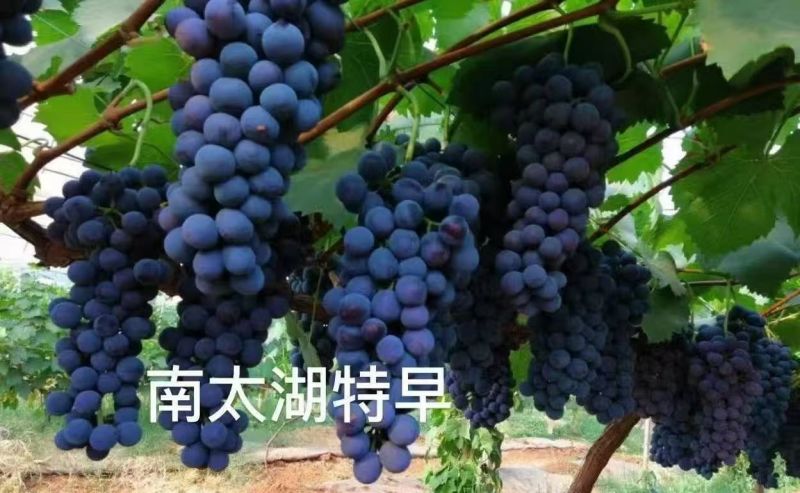 【推荐】山东葡萄苗/苗场直发/品种齐全/视频看货/电询