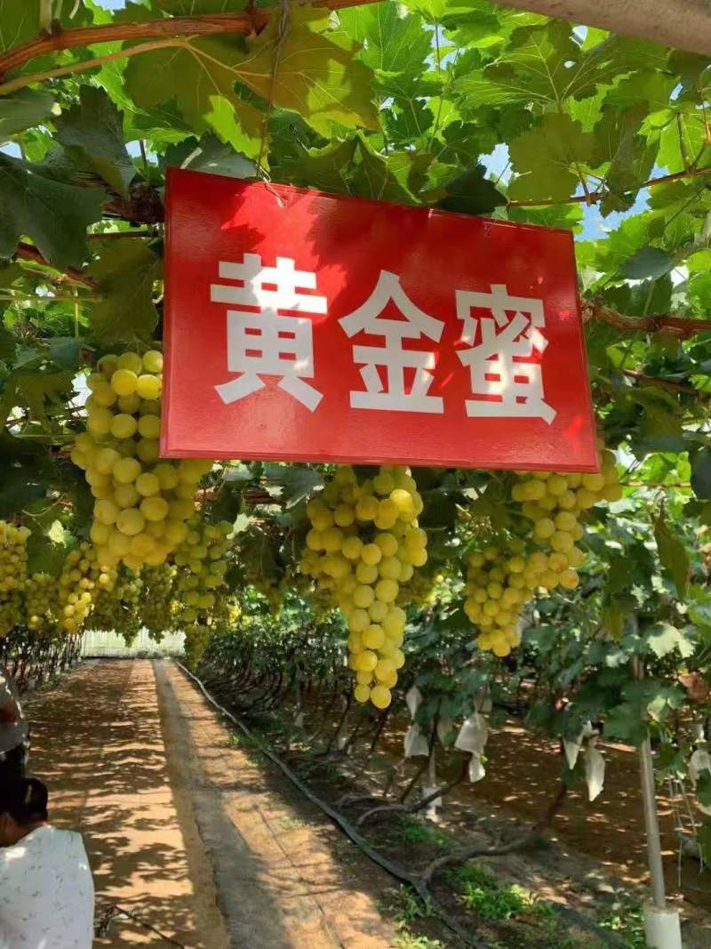 【推荐】山东葡萄苗/苗场直发/品种齐全/视频看货/电询