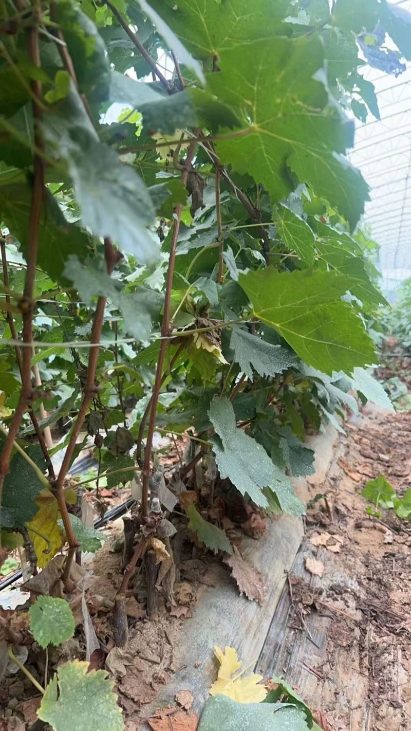 【推荐】山东葡萄苗/苗场直发/品种齐全/视频看货/电询