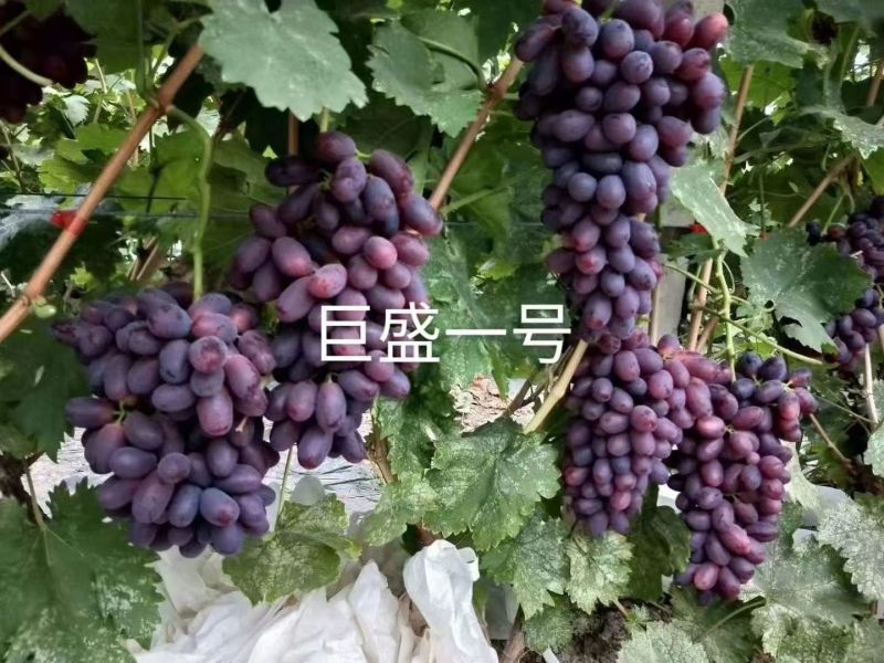 【推荐】山东葡萄苗/苗场直发/品种齐全/视频看货/电询