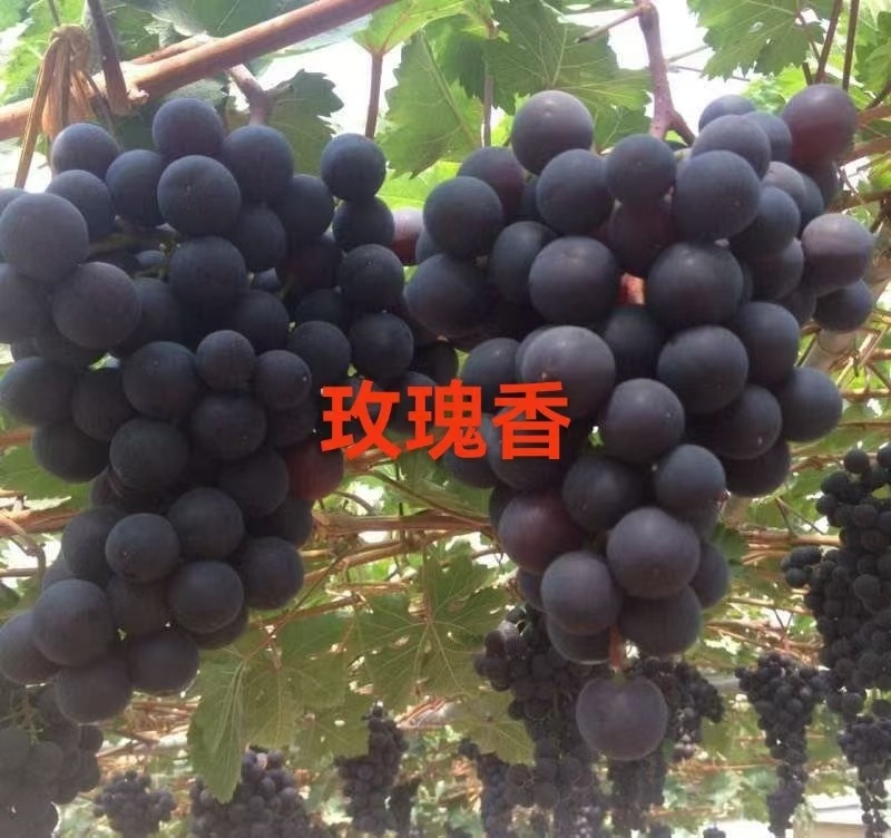 【推荐】山东葡萄苗/苗场直发/品种齐全/视频看货/电询