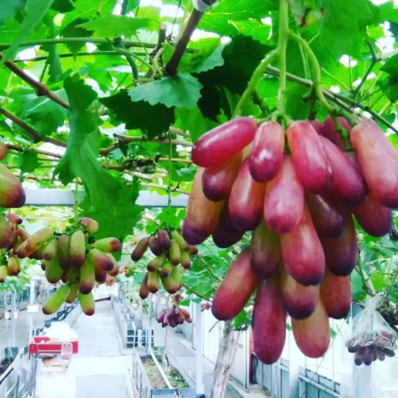 【推荐】山东葡萄苗/苗场直发/品种齐全/视频看货/电询