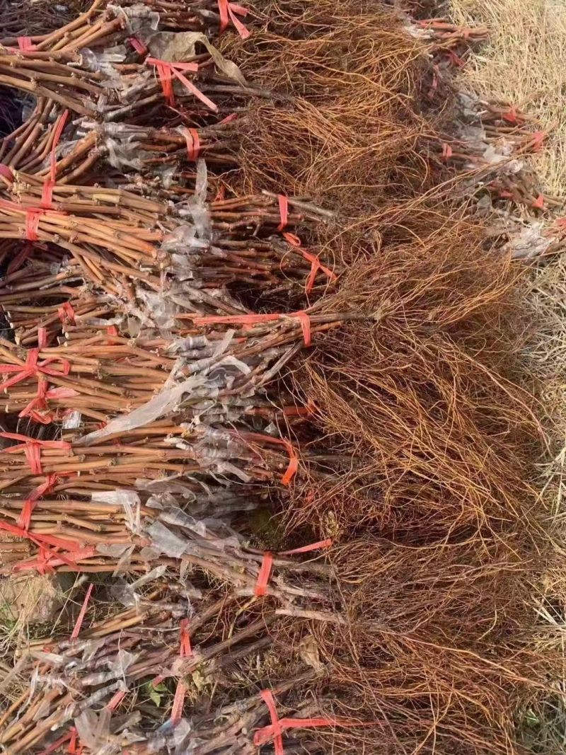 【推荐】山东葡萄苗/苗场直发/品种齐全/视频看货/电询