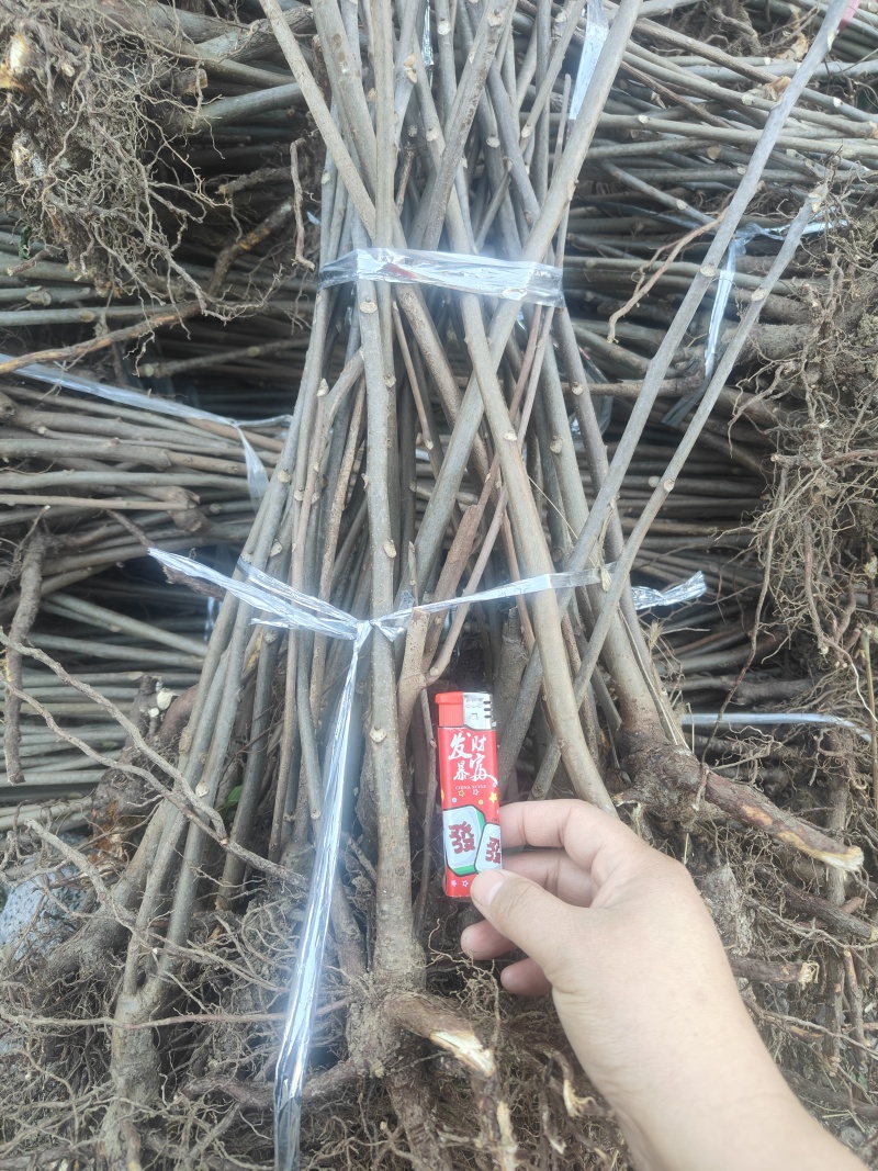 【优质】山东优质红油香椿苗基地直发根系发达