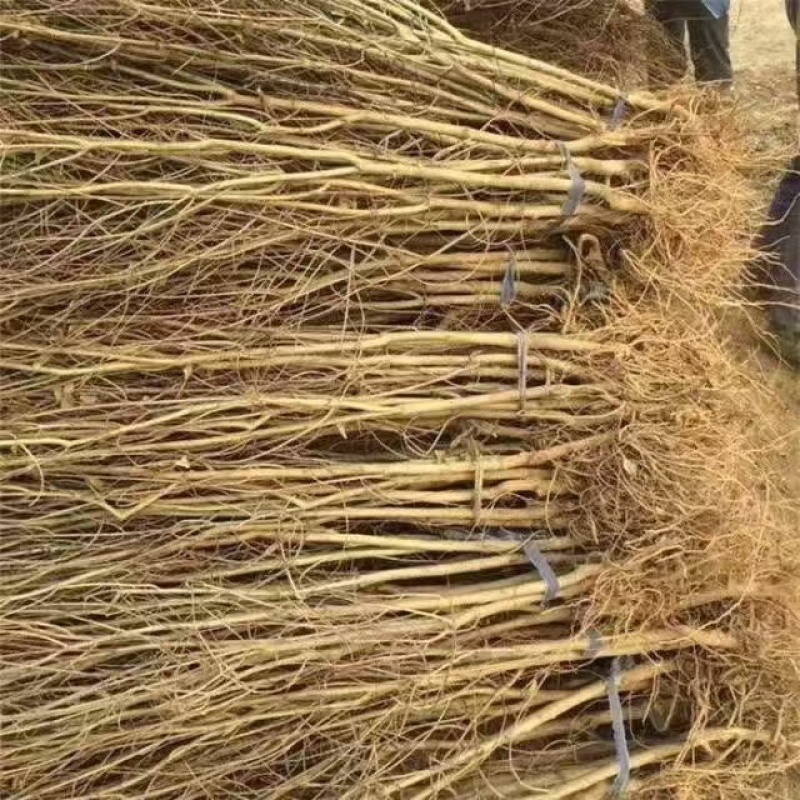 【推荐】山东石榴苗/苗场直发/品种齐全/一手货源/电询