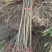 【推荐】山东石榴苗/苗场直发/品种齐全/一手货源/电询