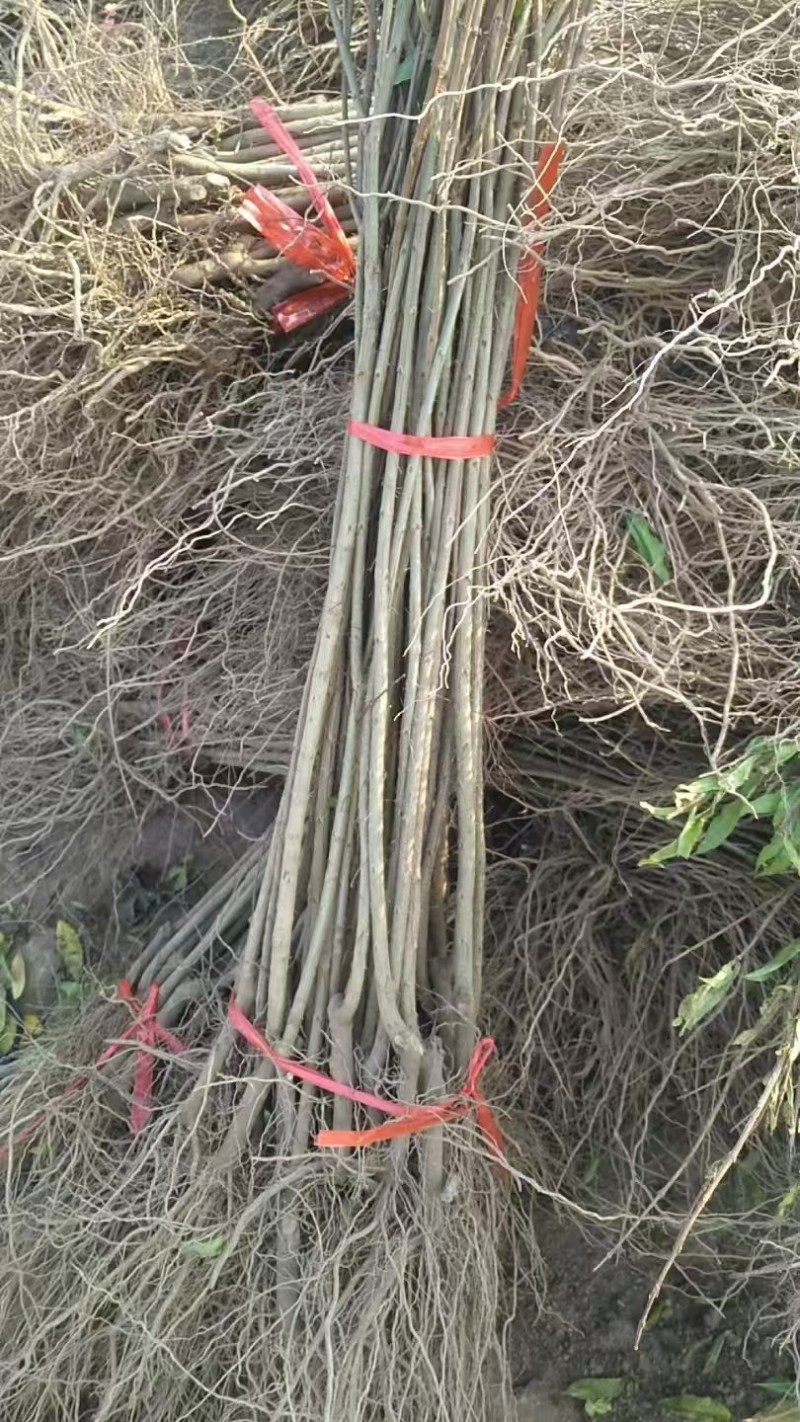 【推荐】山东石榴苗/苗场直发/品种齐全/一手货源/电询
