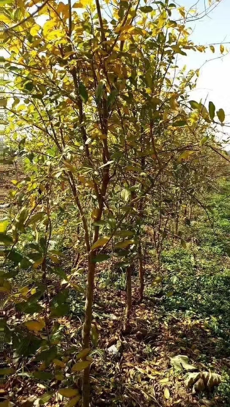 【推荐】山东石榴苗/苗场直发/品种齐全/一手货源/电询