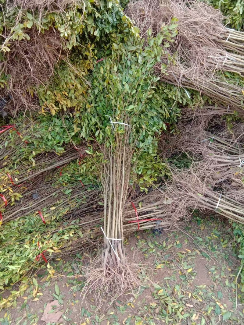 【推荐】山东石榴苗/苗场直发/品种齐全/一手货源/电询
