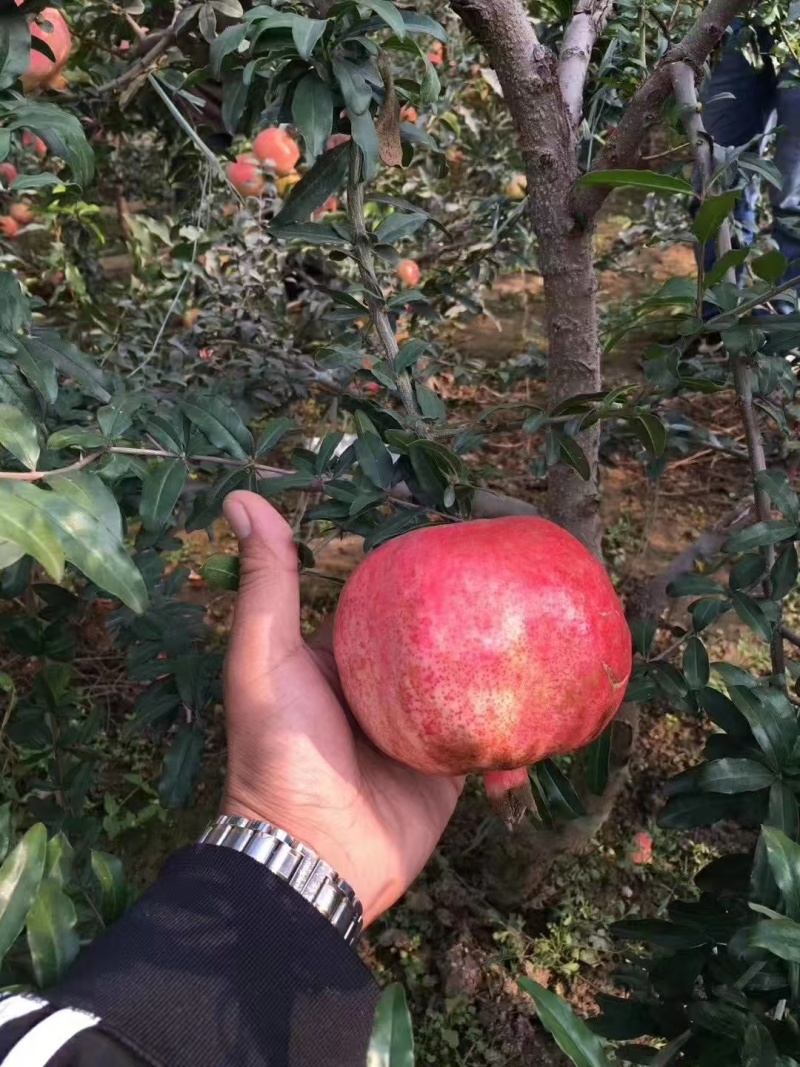 【推荐】山东石榴苗/苗场直发/品种齐全/一手货源/电询