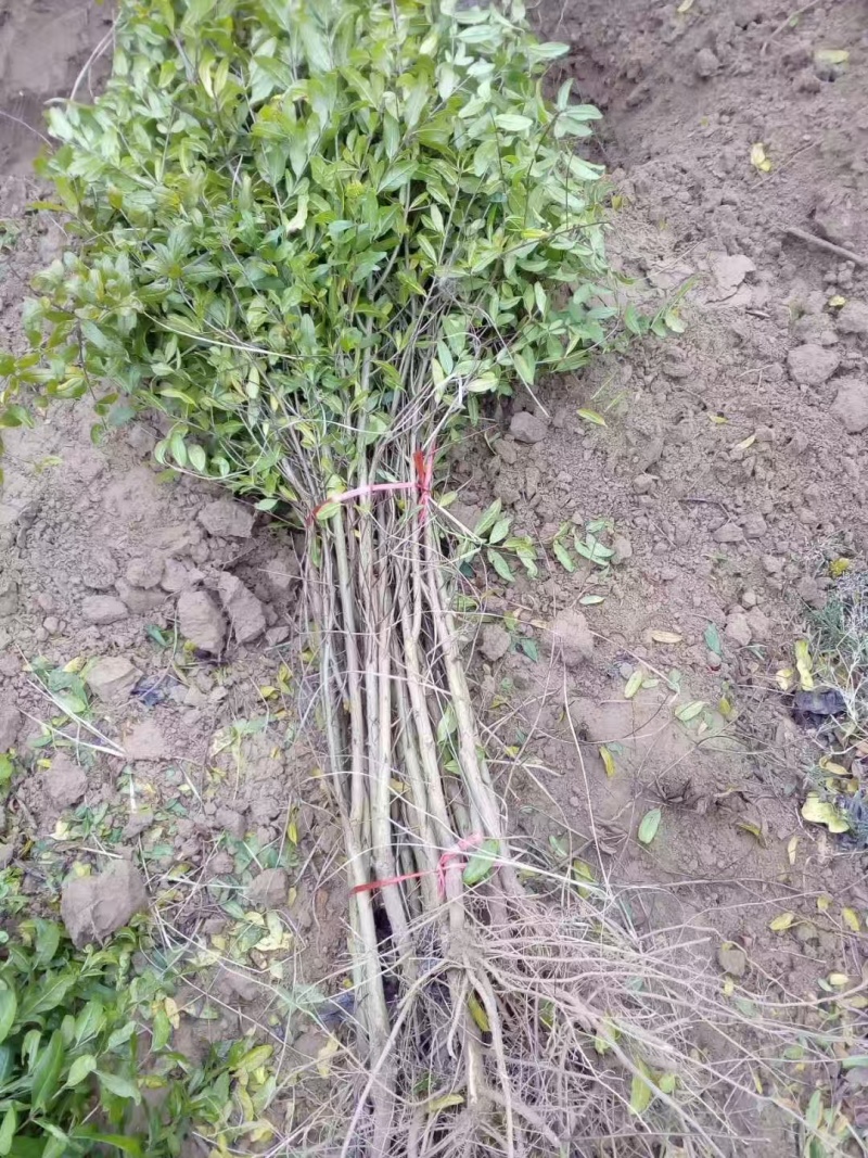 【推荐】山东石榴苗/苗场直发/品种齐全/一手货源/电询
