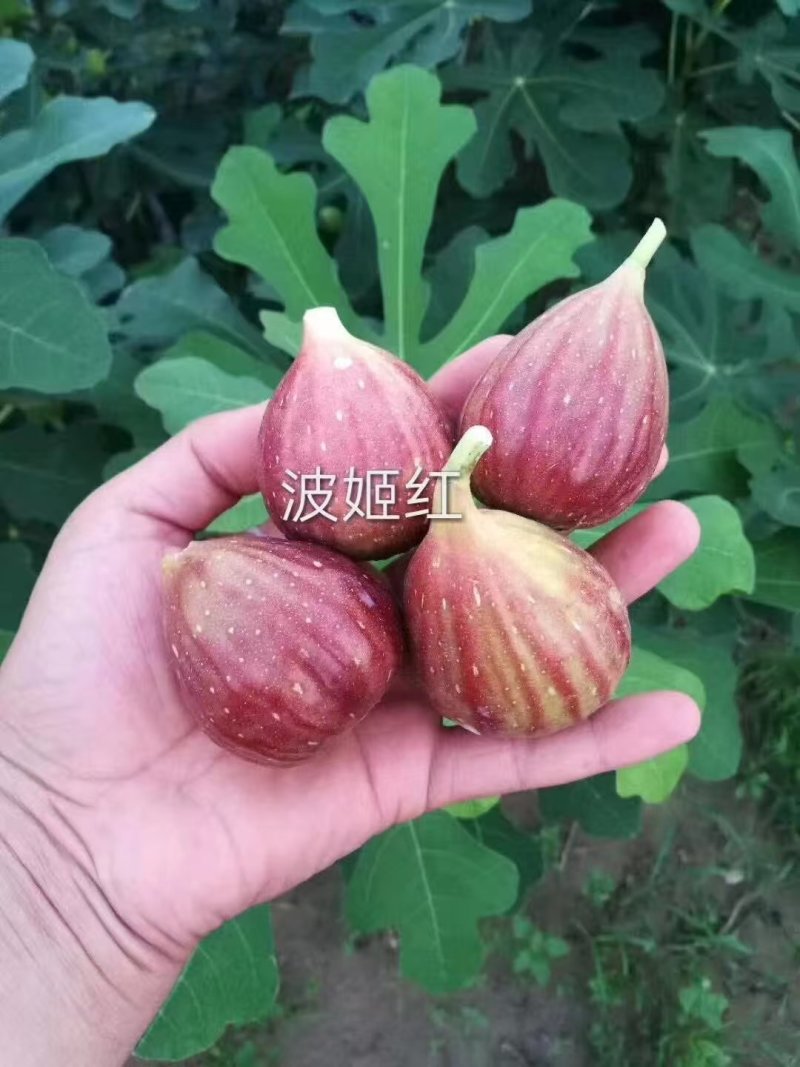 【推荐】山东无花果苗/品种齐全/视频看货/诚信经营