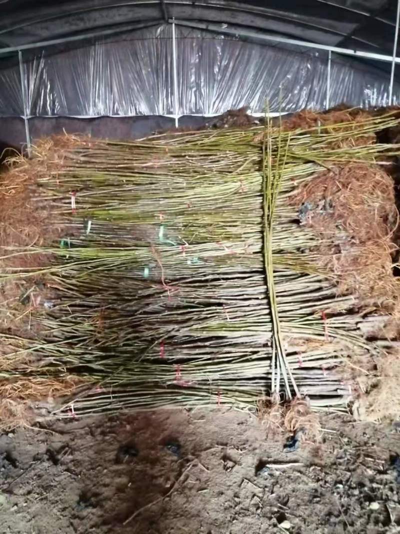 【推荐】山东无花果苗/品种齐全/视频看货/诚信经营