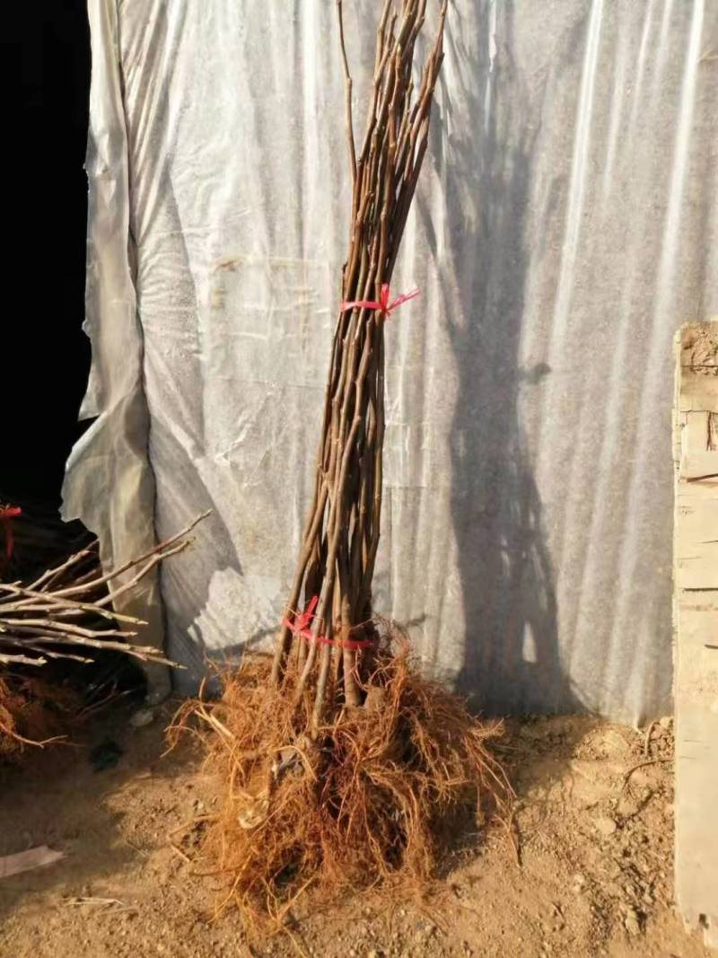 【推荐】山东无花果苗/品种齐全/视频看货/诚信经营