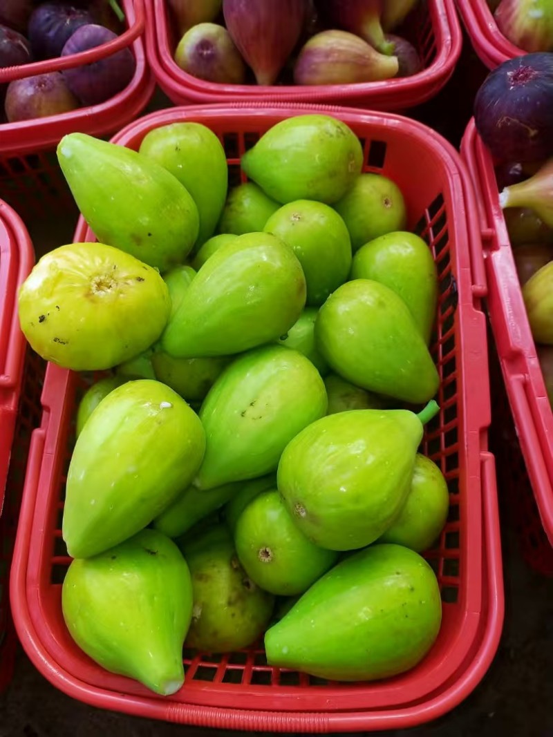 【推荐】山东无花果苗/品种齐全/视频看货/诚信经营