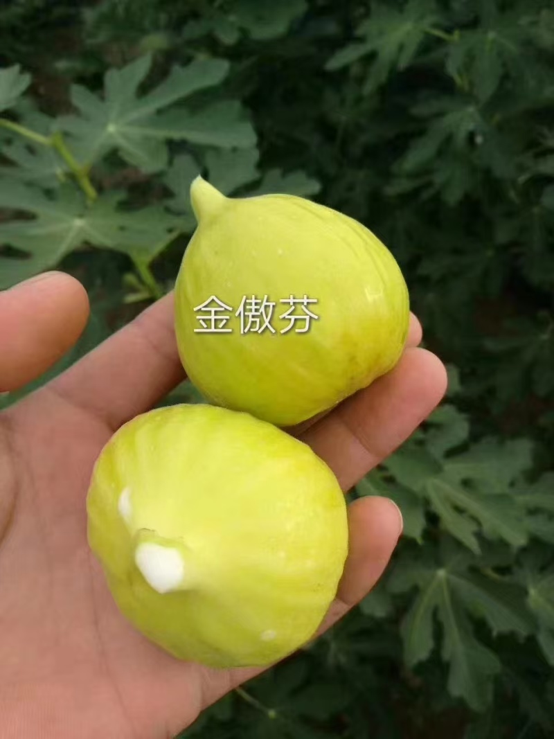 【推荐】山东无花果苗/品种齐全/视频看货/诚信经营