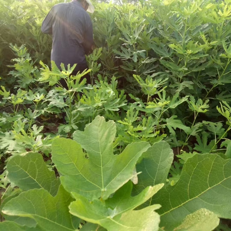【推荐】山东无花果苗/品种齐全/视频看货/诚信经营
