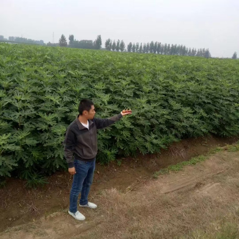 【推荐】山东无花果苗/品种齐全/视频看货/诚信经营