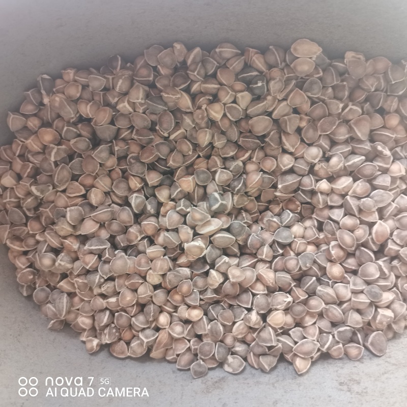 中药材辣木籽颗粒饱满规格齐全可大货供应哦