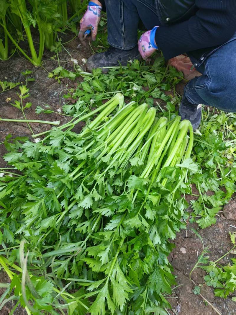 西芹批发：新鲜直达，基地直供，脆嫩多汁，**特惠！