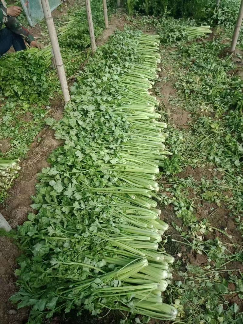 西芹批发：新鲜直达，基地直供，脆嫩多汁，**特惠！