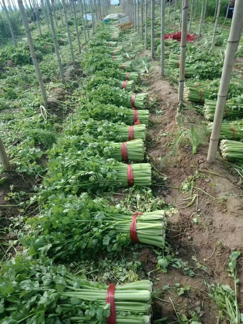 西芹批发：新鲜直达，基地直供，脆嫩多汁，**特惠！
