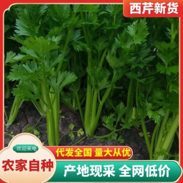 西芹批发：新鲜直达，基地直供，脆嫩多汁，**特惠！