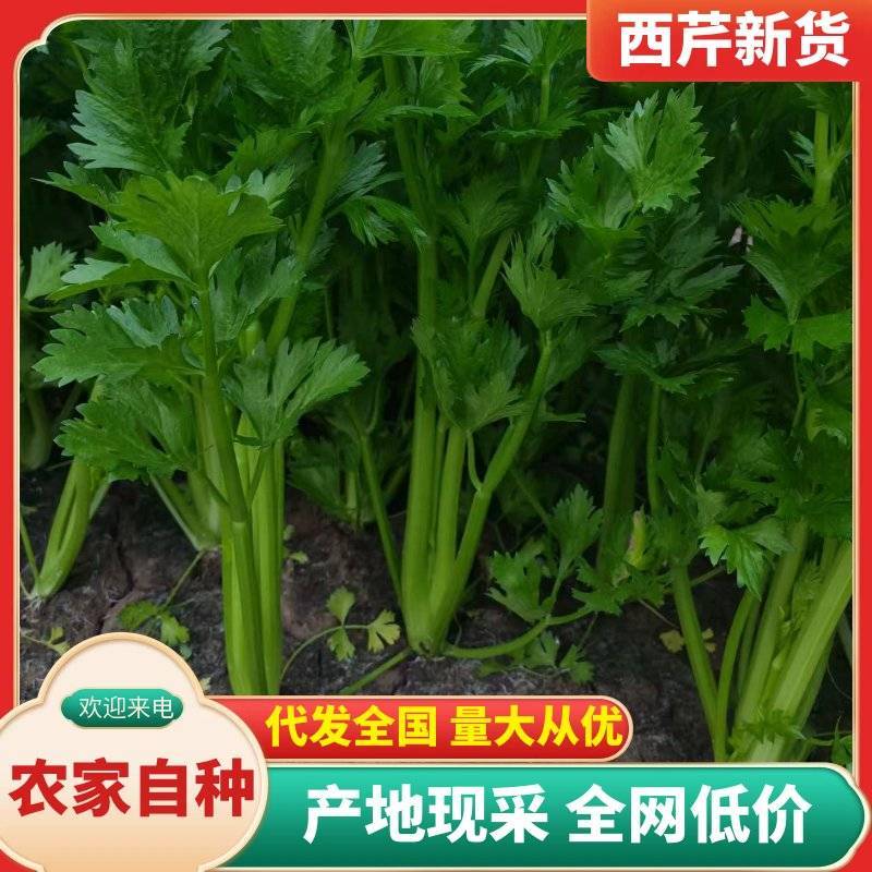 西芹批发：新鲜直达，基地直供，脆嫩多汁，**特惠！
