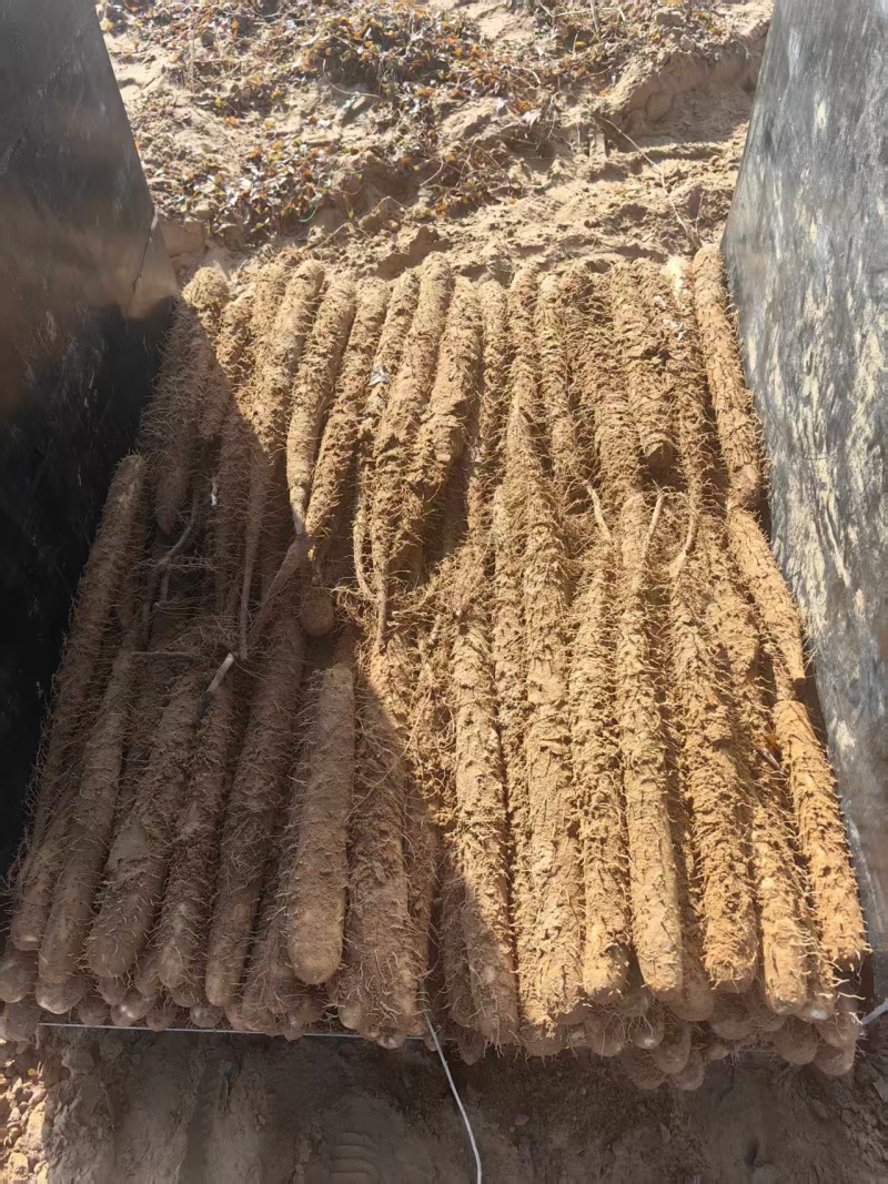 山东沙漠白玉山药，寿光白玉山药产地直供大量有货，质优价廉