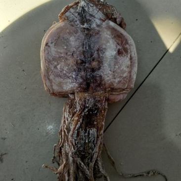 鱿鱼干水发鱿鱼干